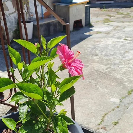Kirashouse Apartmán